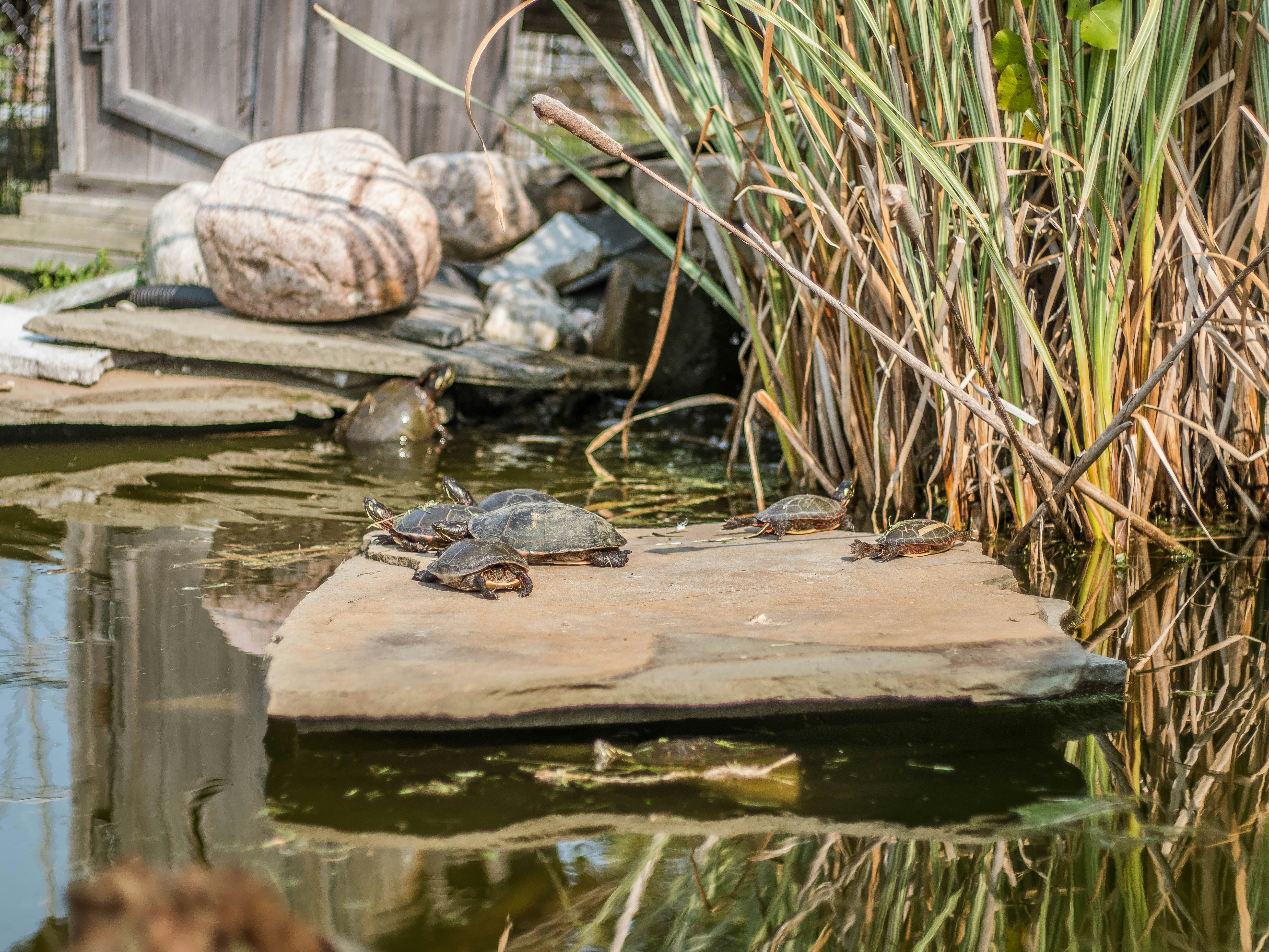 A family of turtles on a rock.