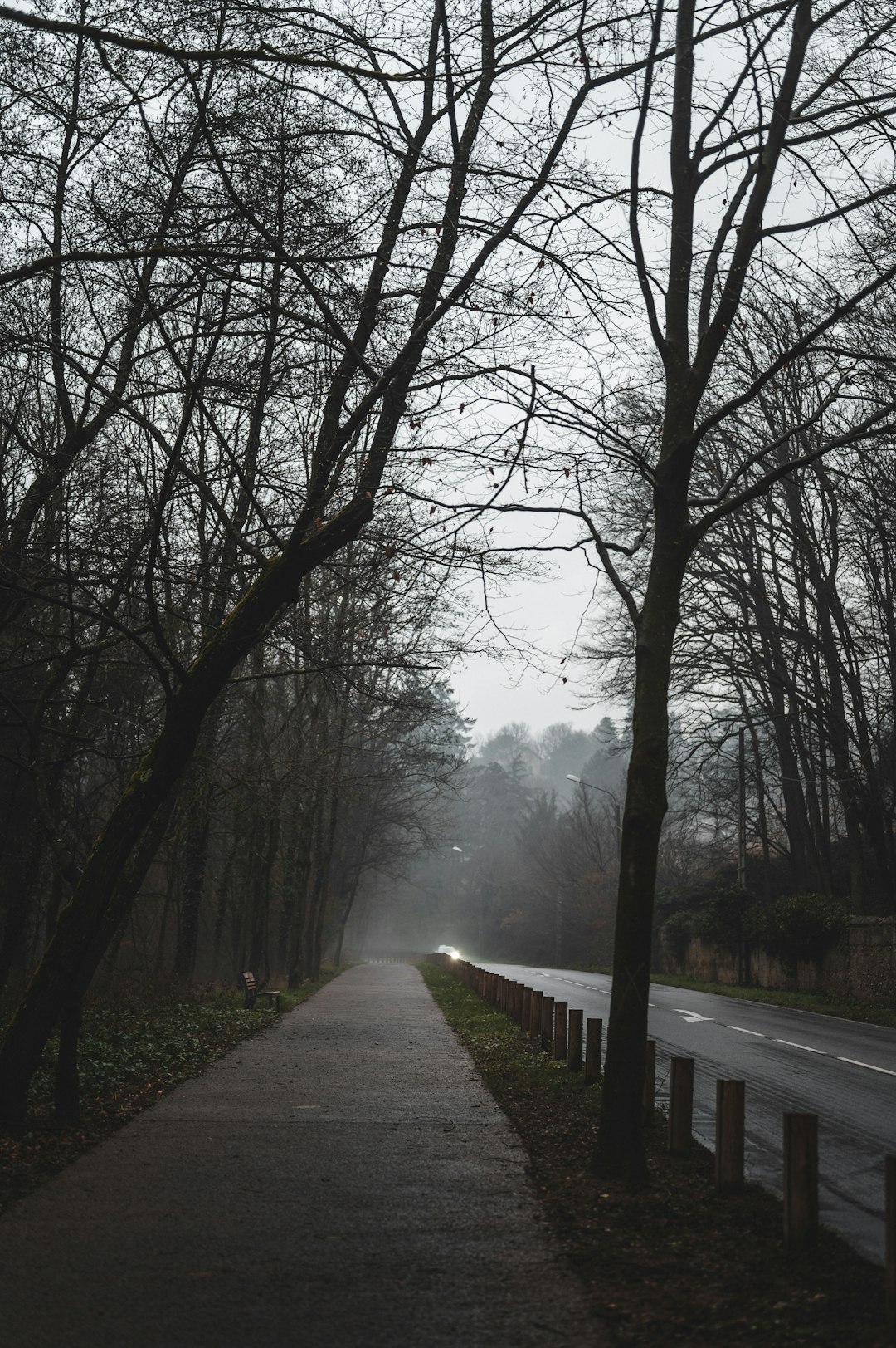 gray concrete road between bare trees during daytime