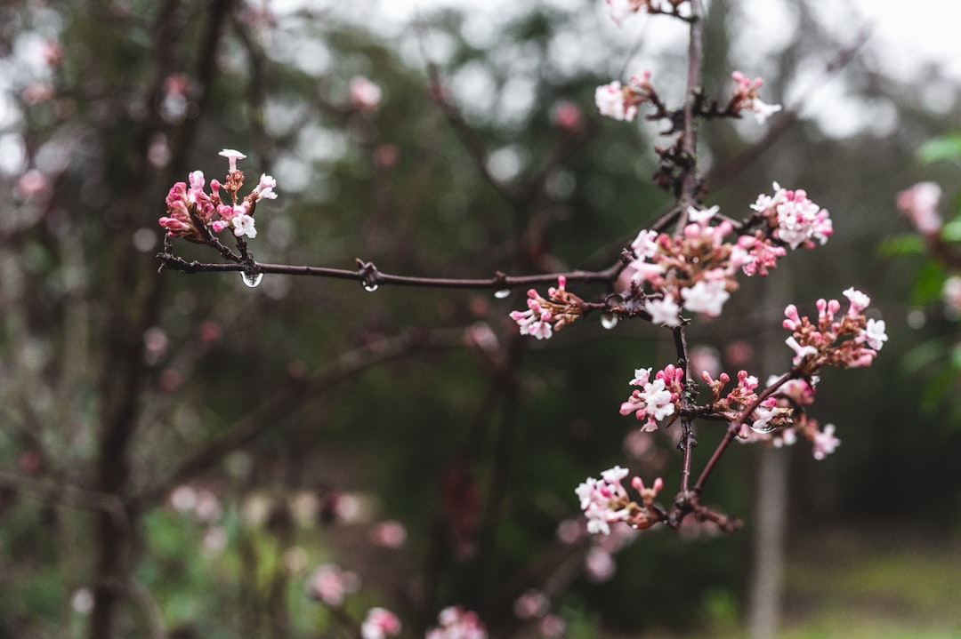 pink and white flowers in tilt shift lens