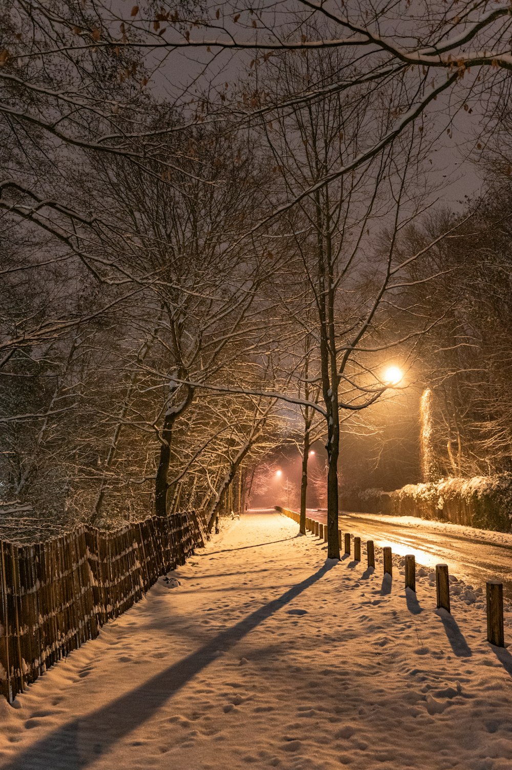 snow covered pathway between bare trees during night time