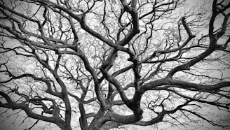 A complex network of intertwined and leafless tree branches stretching across the image against a light background, creating an intricate pattern.