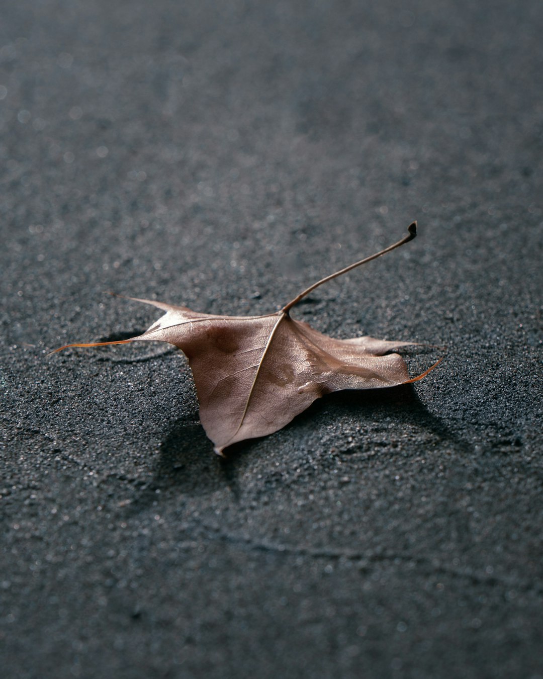 brown dried leaf on black concrete floor