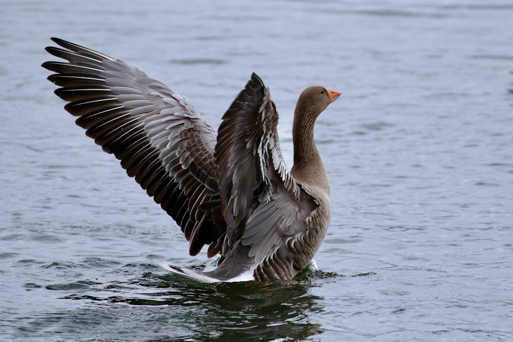 grey and white duck on water during daytime