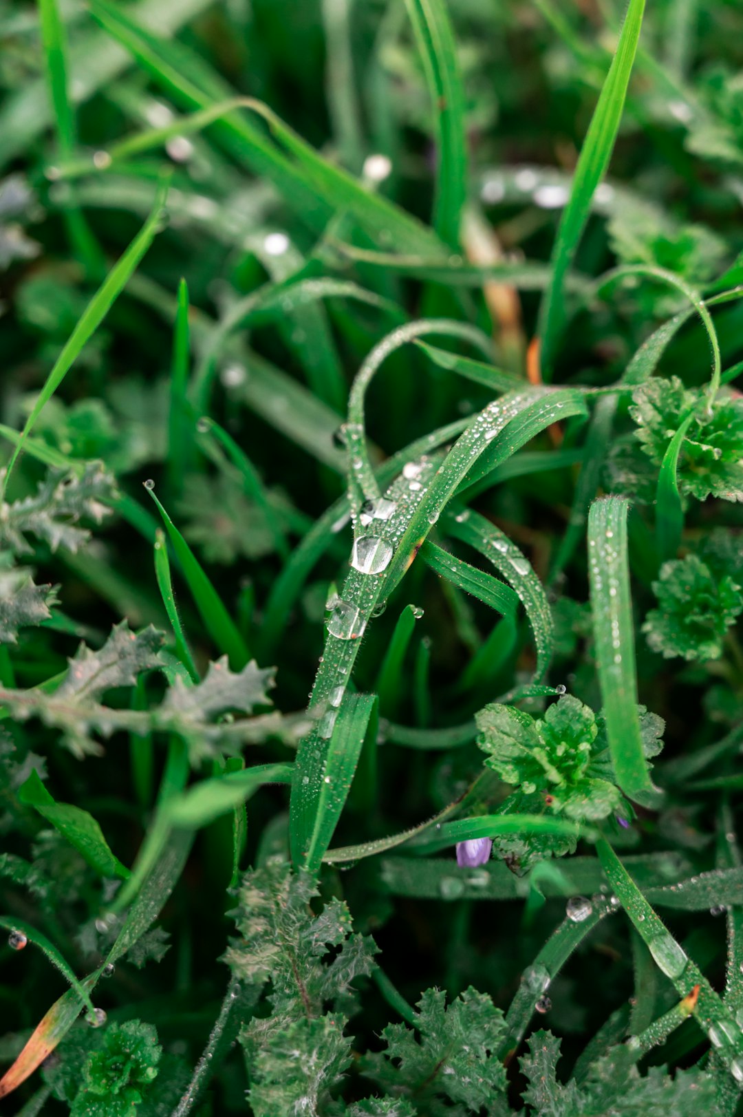 water droplets on green plant