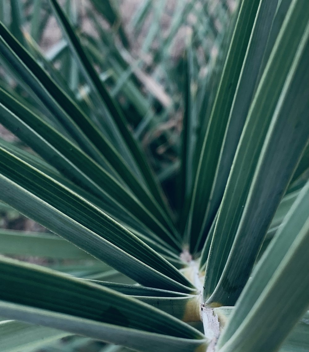 green plant in close up photography