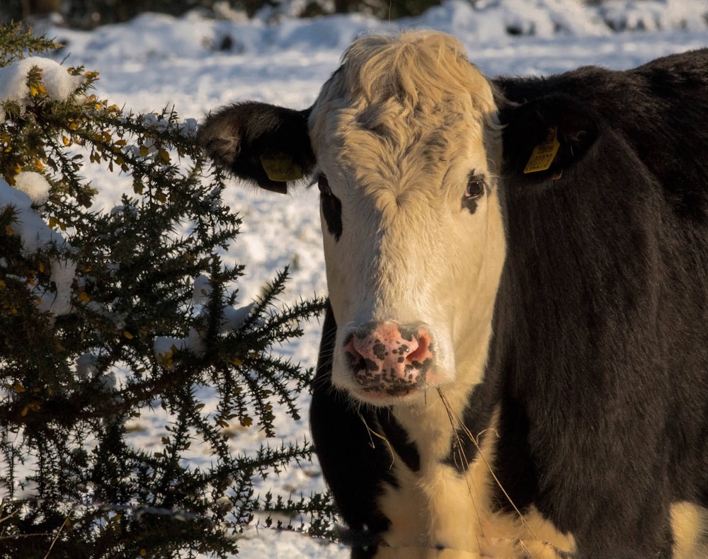 white and black cow on snow covered ground during daytime