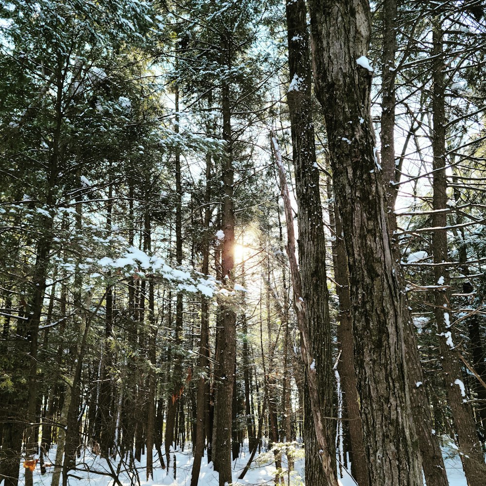 green trees covered with snow during daytime