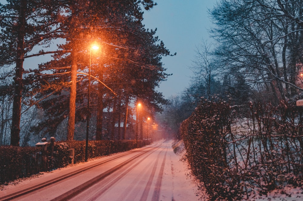 road between trees during daytime