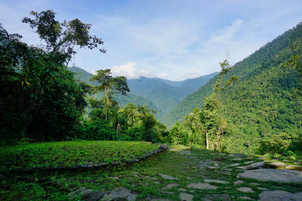 green trees and grass covered mountain during daytime