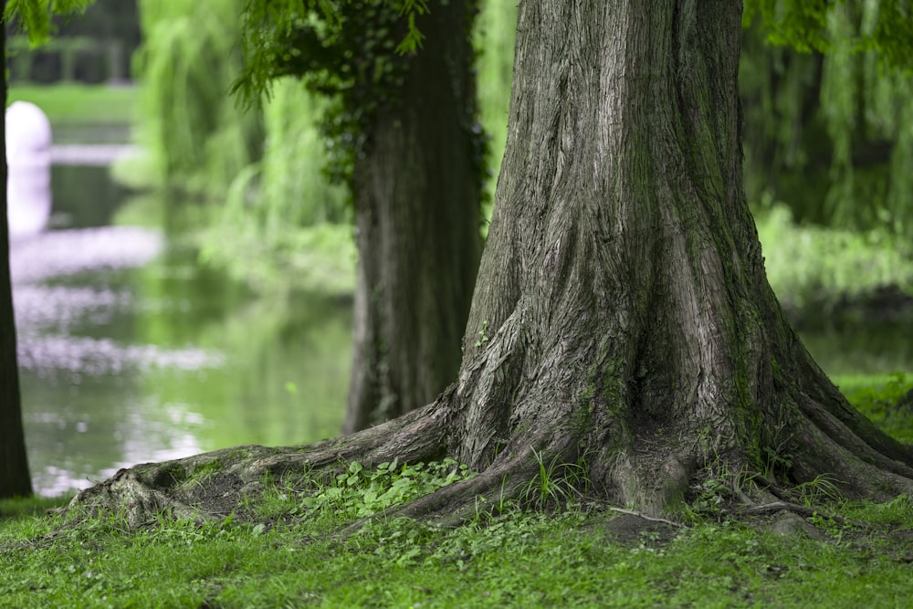 brown tree trunk near body of water during daytime