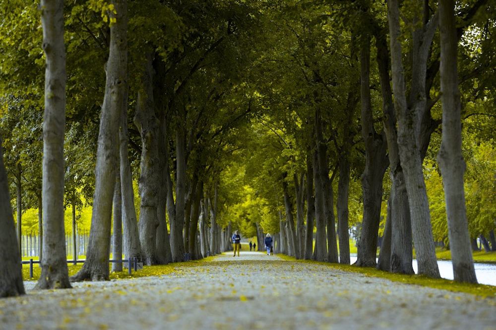 people walking on pathway between trees during daytime