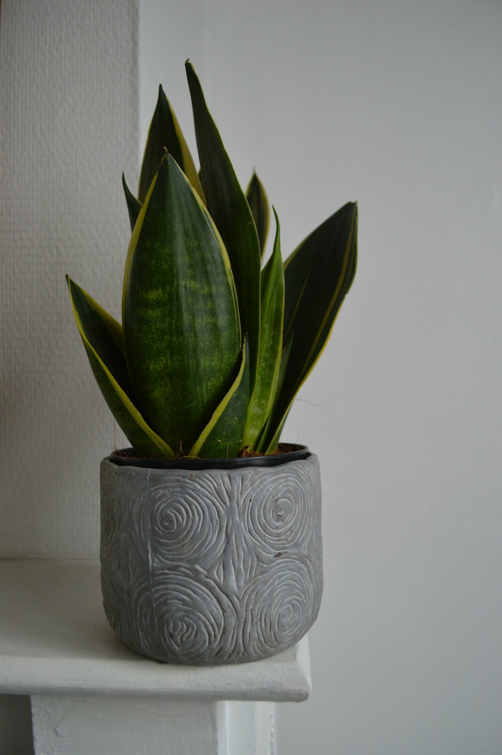 green plant on white and blue floral ceramic pot