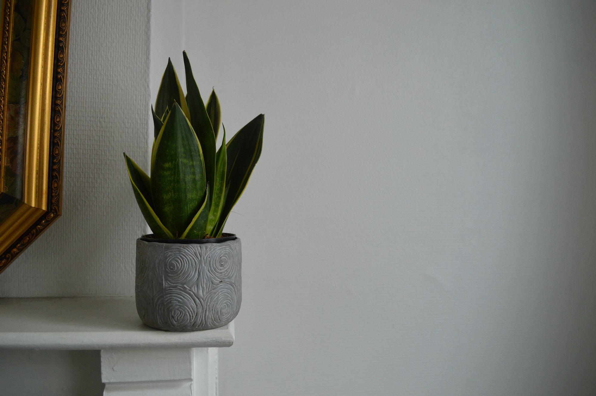 Green and yellow Sansevieria plant whit a white background