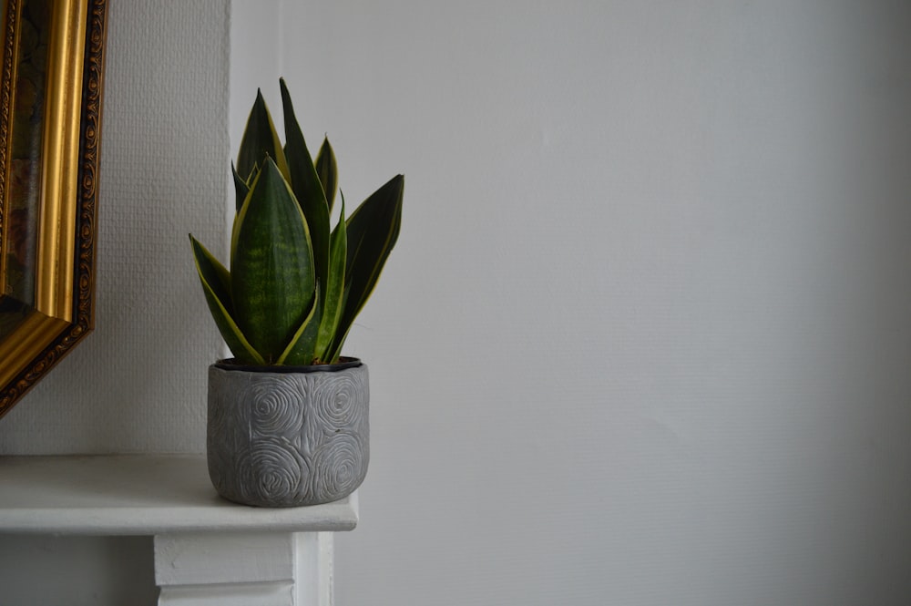 Planta verde sobre maceta de cerámica blanca