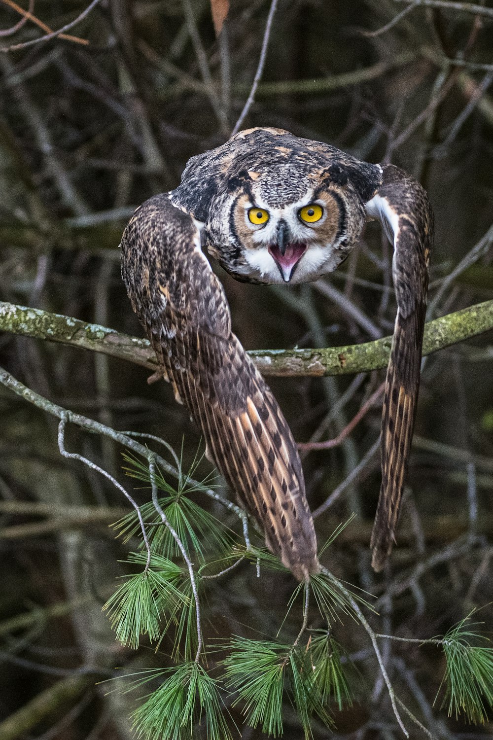 brown and white owl on brown tree branch