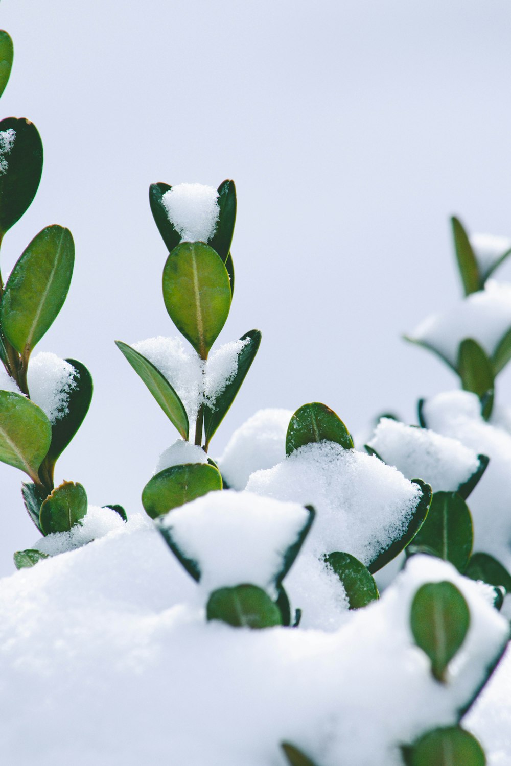 pianta verde coperta di neve