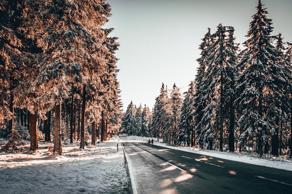 strada di cemento grigio tra gli alberi durante il giorno