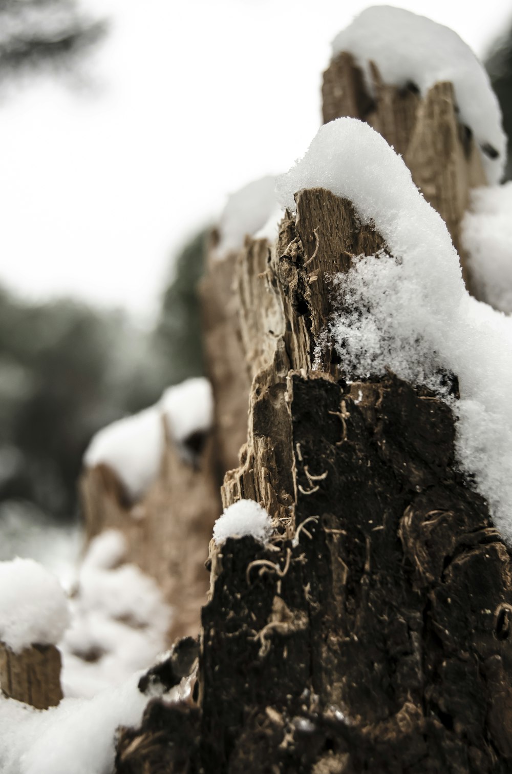 brown tree trunk covered with snow