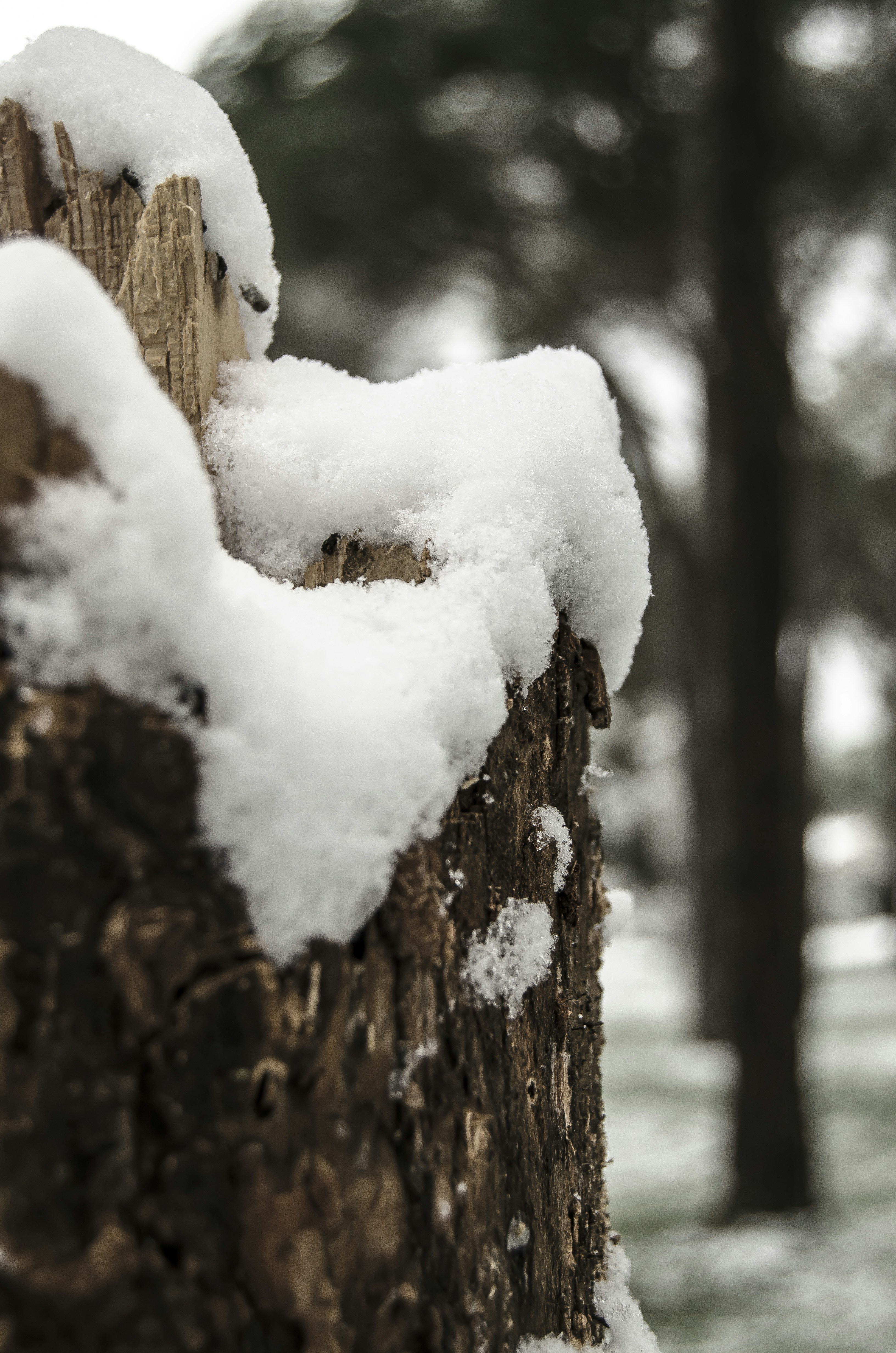 snow on brown tree trunk