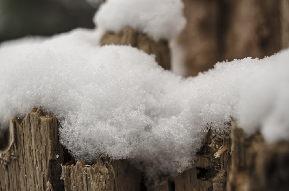 snow covered tree branch during daytime