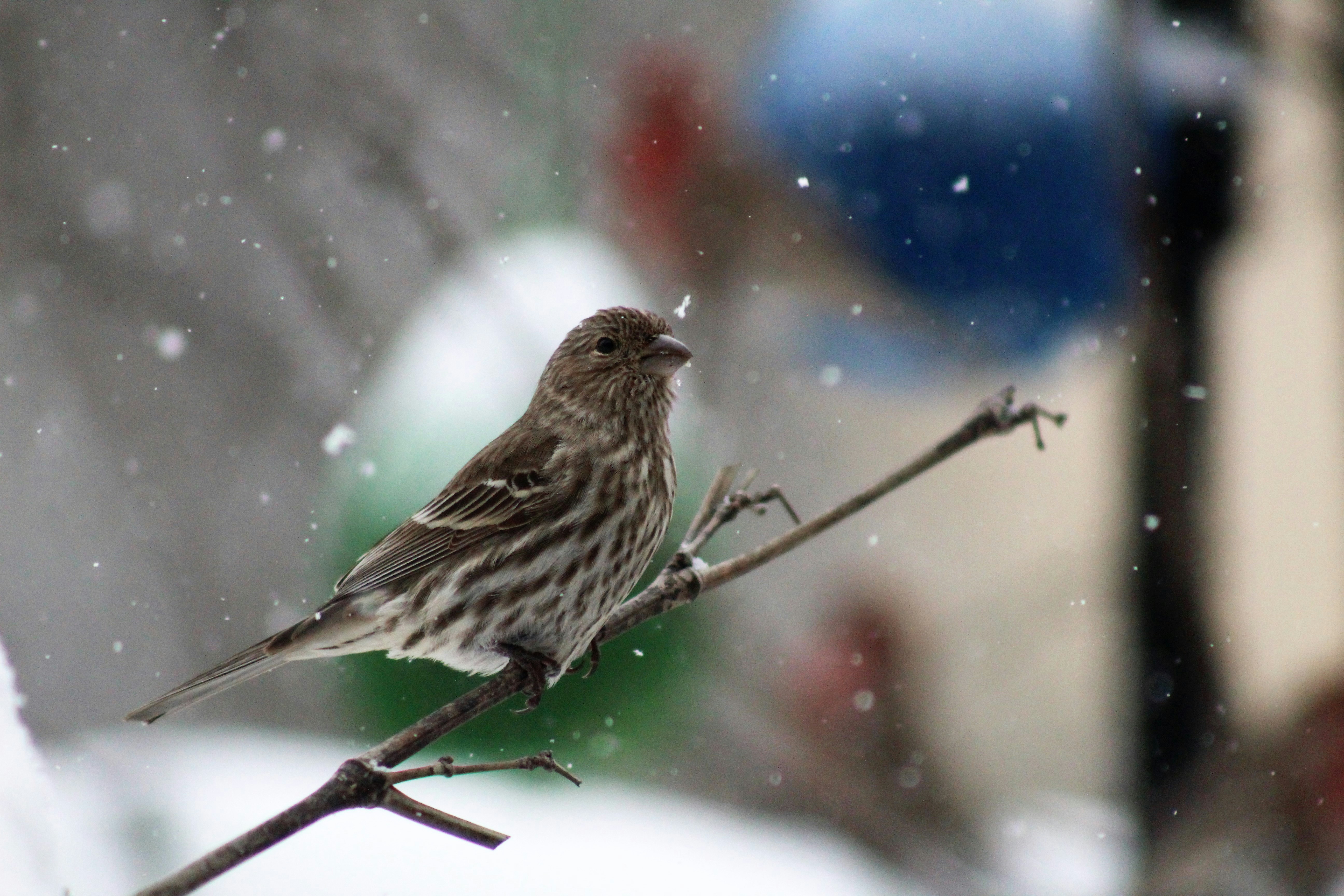 Photo by arkansas007