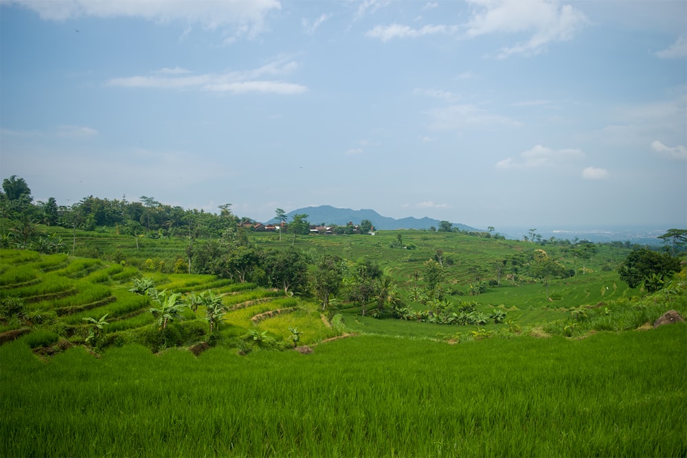 green grass field under blue sky during daytime