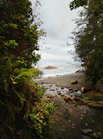 A secluded beach framed by lush green foliage with a view of the ocean and a rocky outcrop in the distance. The sandy shore is interspersed with pebbles and driftwood, and a small stream flows towards the sea.