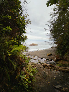 A secluded beach framed by lush green foliage with a view of the ocean and a rocky outcrop in the distance. The sandy shore is interspersed with pebbles and driftwood, and a small stream flows towards the sea.