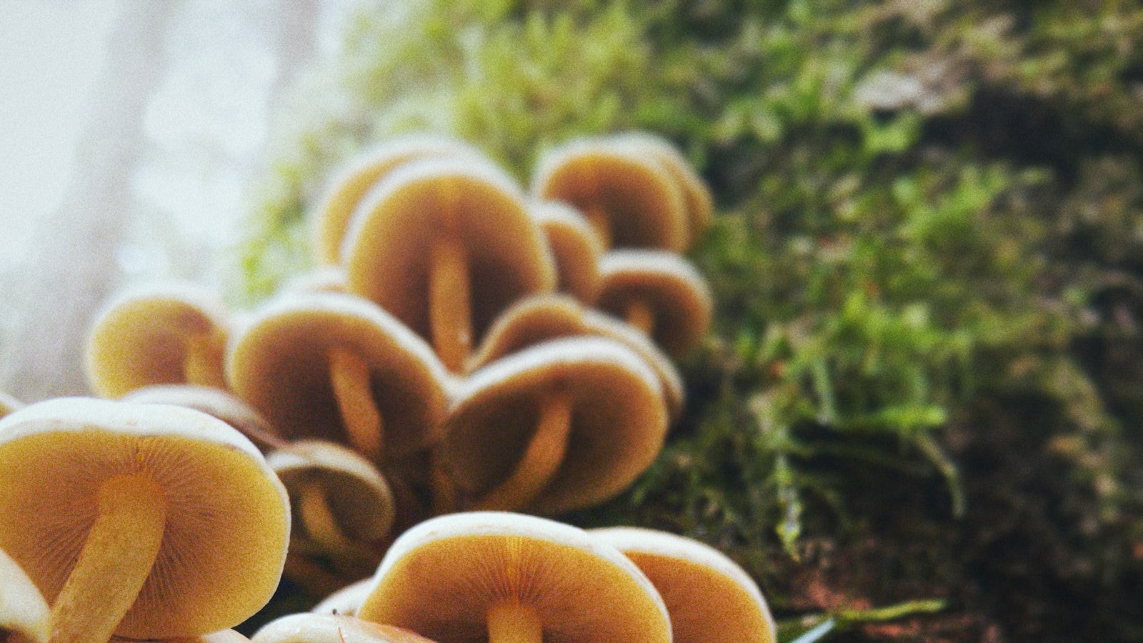 Identifying and Dealing with Common Palm Tree Infestations