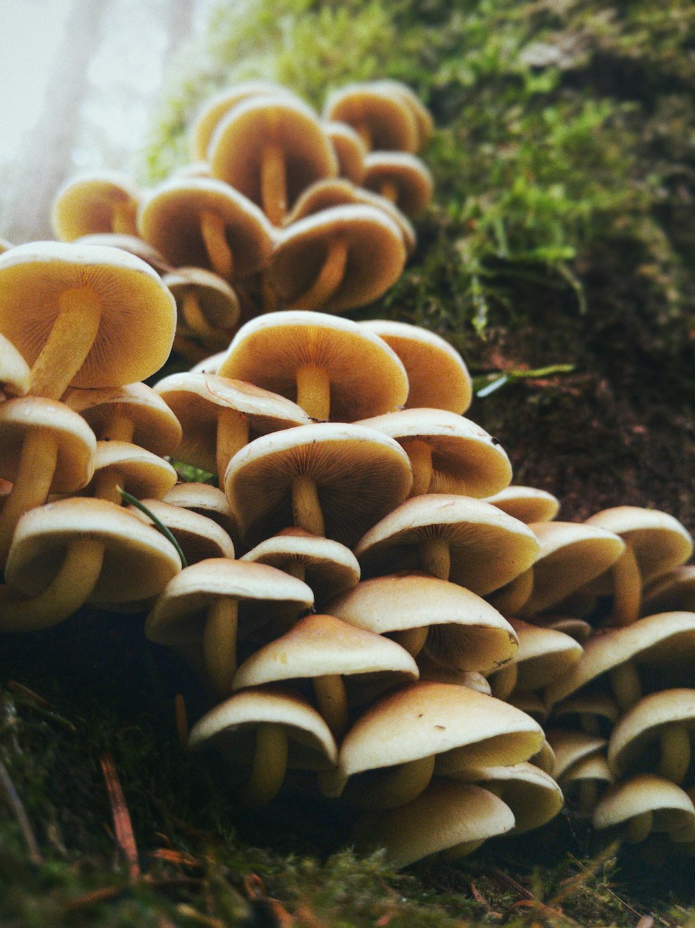 braune Pilze tagsüber auf dem Boden