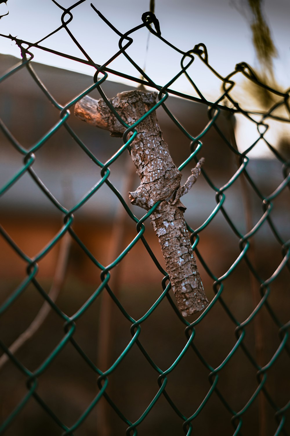 Braunes und schwarzes Krokodil auf grauem Metallzaun