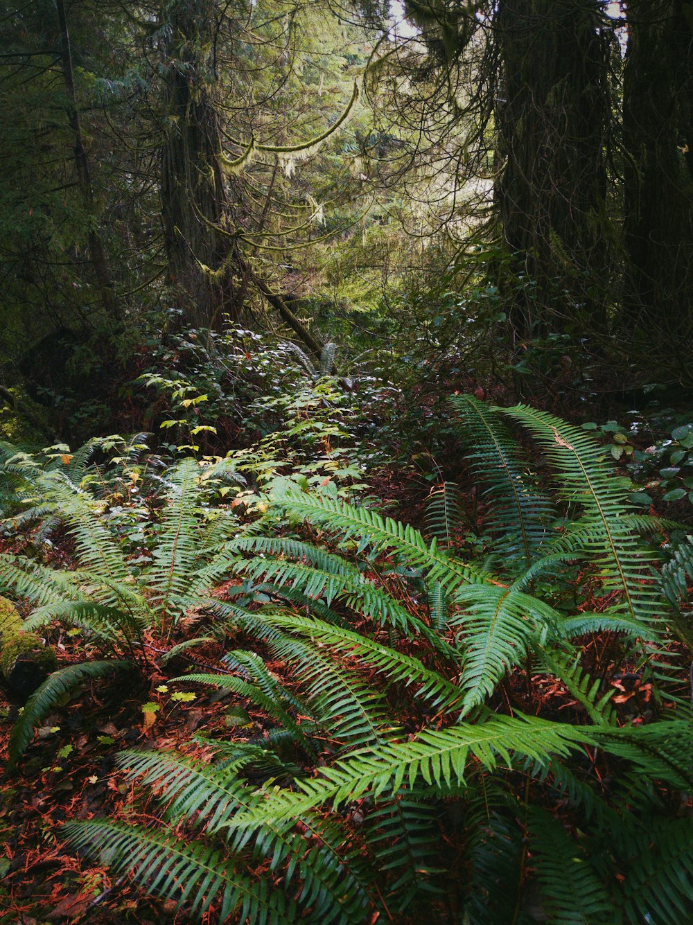 green fern plant in forest during daytime