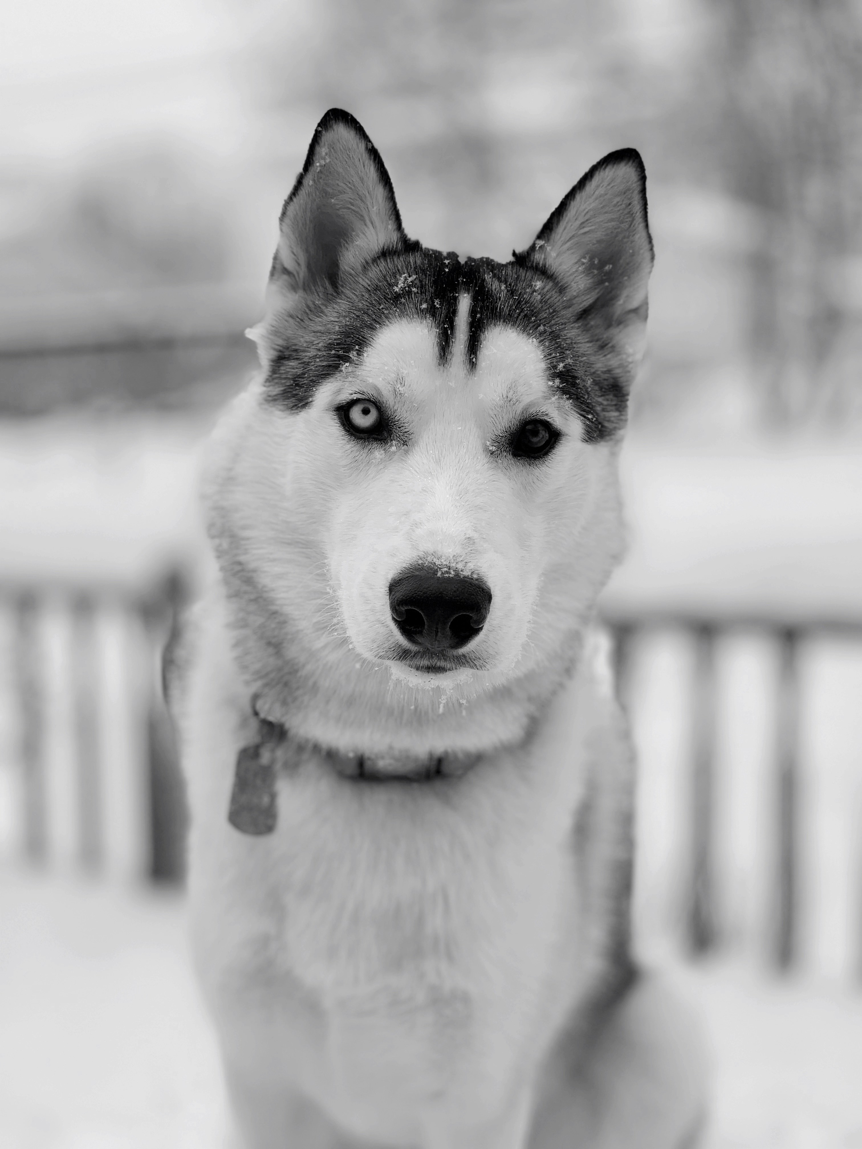 Images de Fond D'écran Husky | Téléchargez des images gratuites sur Unsplash, image size:3000x4000