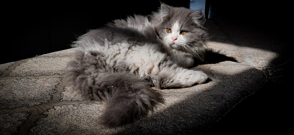 white and gray long fur cat lying on gray textile