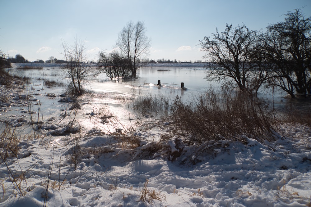 bare tree on snow covered ground near body of water during daytime