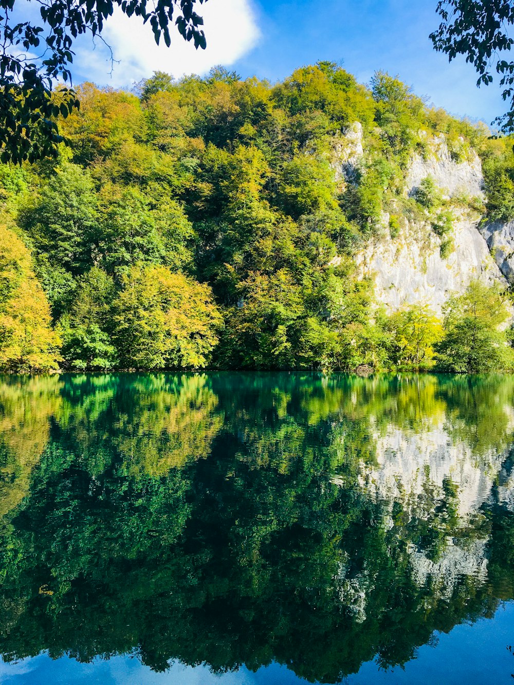 green trees beside body of water during daytime