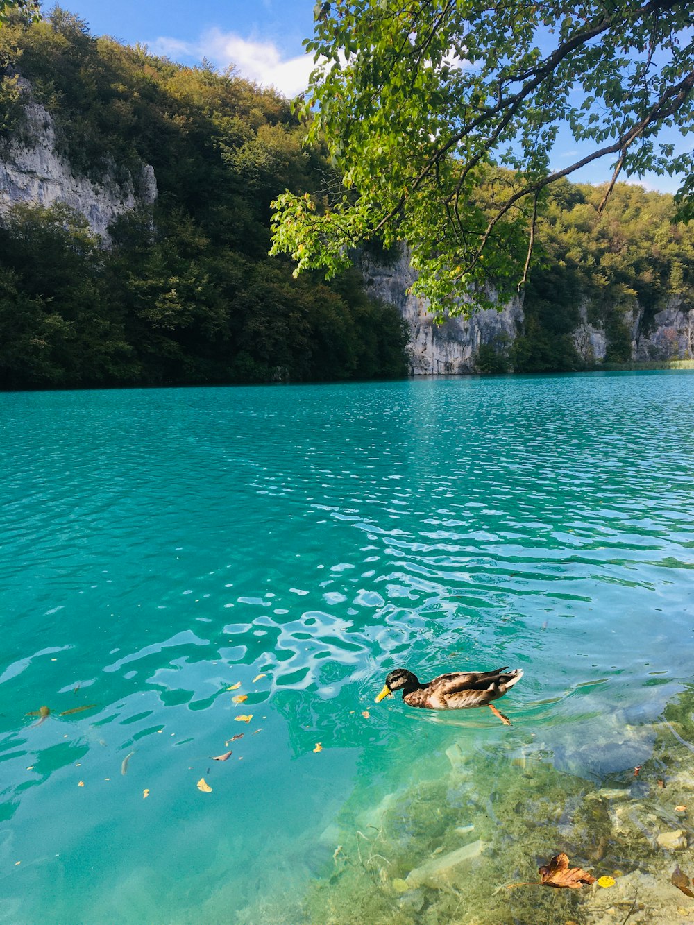 brown and black duck swimming on water during daytime