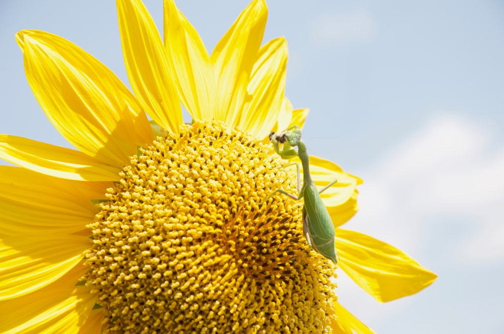 green grasshopper perched on yellow sunflower in close up photography during daytime