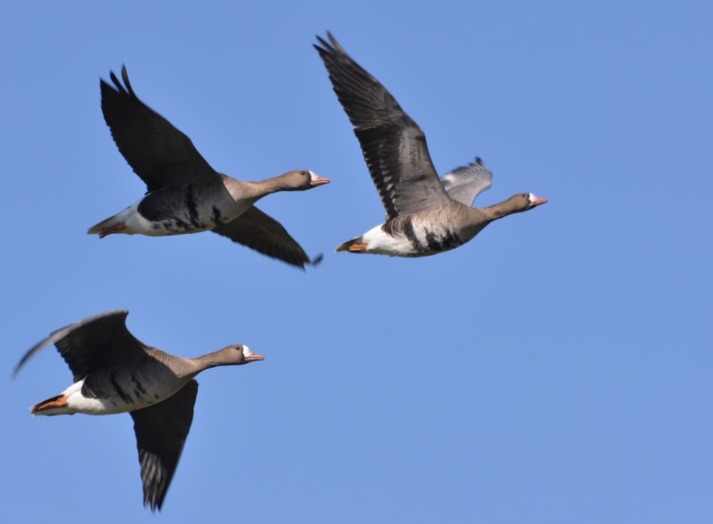 two white and black birds flying during daytime