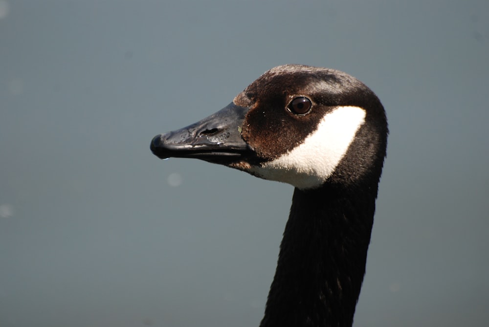 black and white duck in water