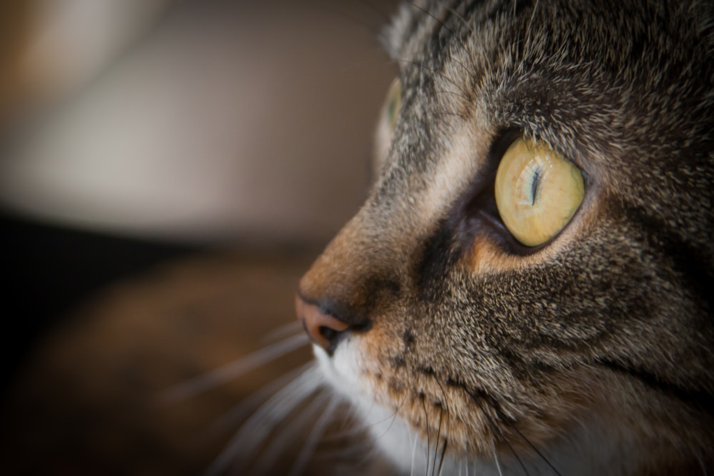 brown tabby cat in close up photography