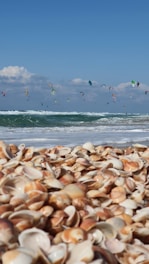 seaside with shells 