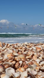 seaside with shells in a French atlantic coast Normandy Bretagne ocean travel Atlantic coast