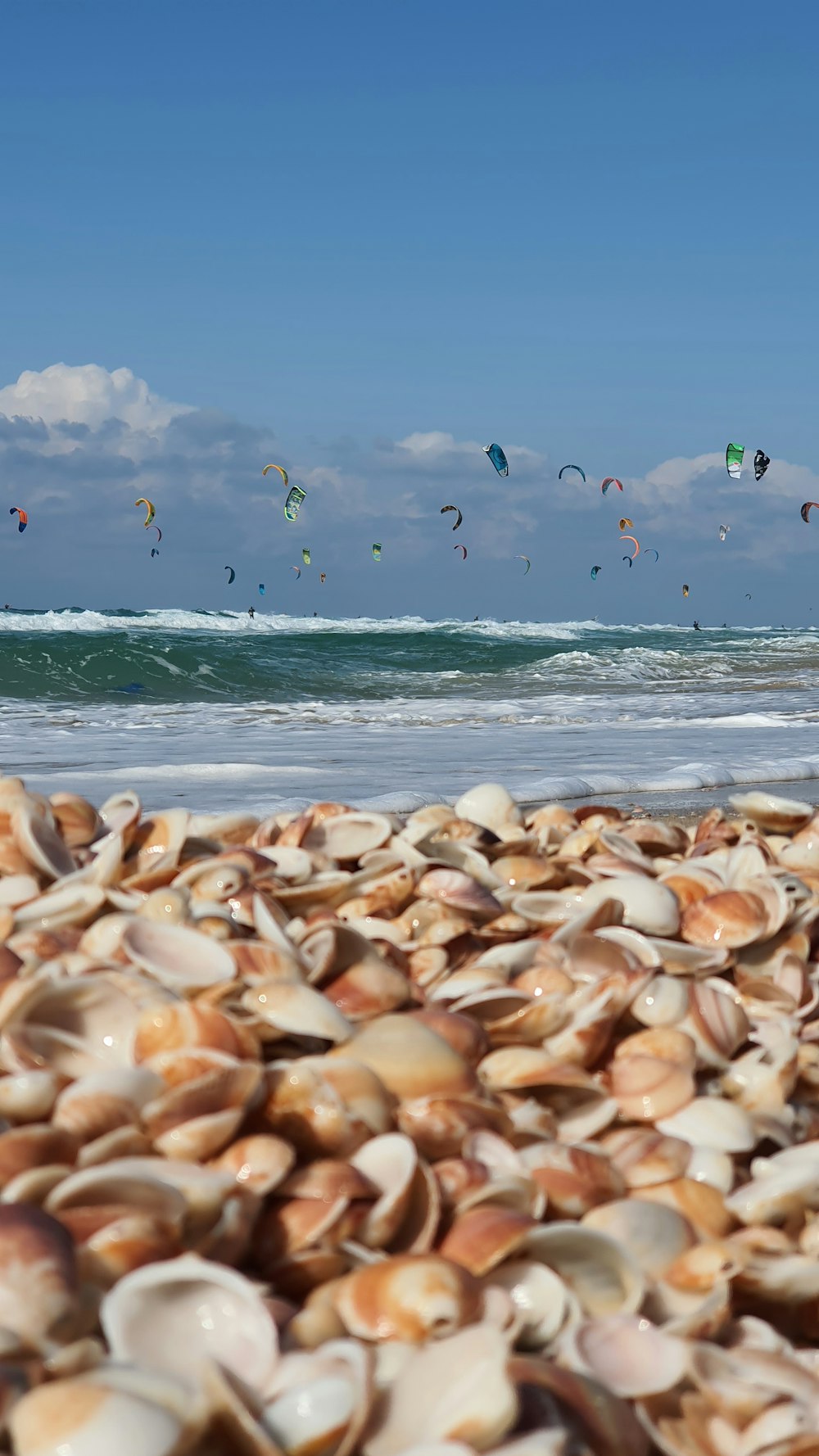 flock of birds flying over the sea during daytime