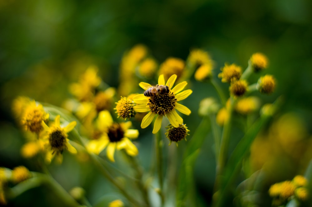 yellow flower in tilt shift lens