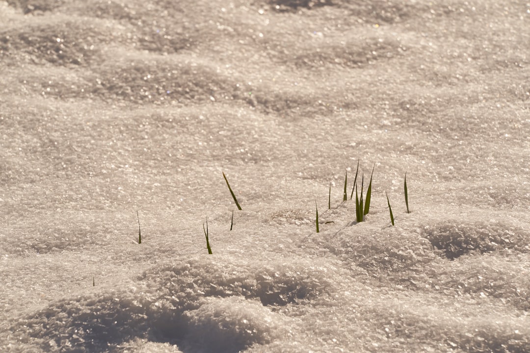 green grass on white snow