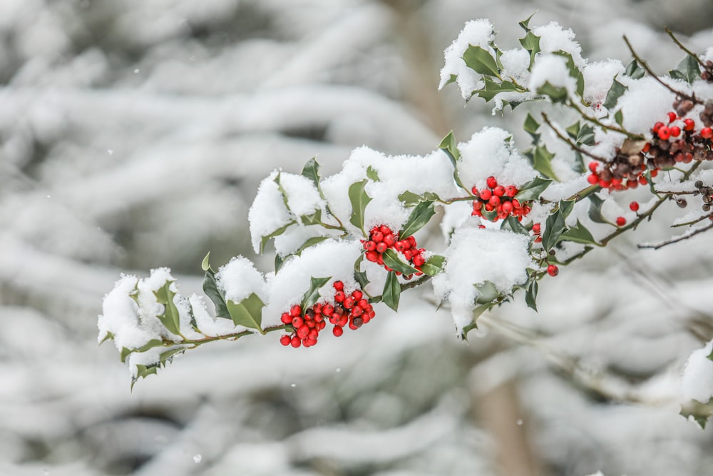 red and white flowers covered with snow