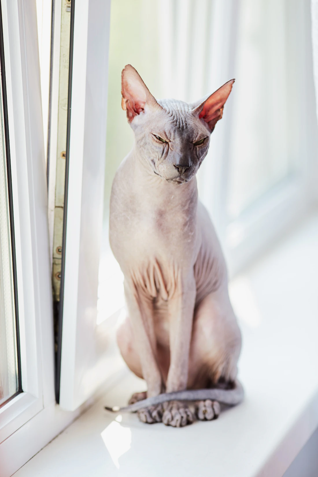 A calm hairless cat sitting on a bright indoor windowsill beside a window at home