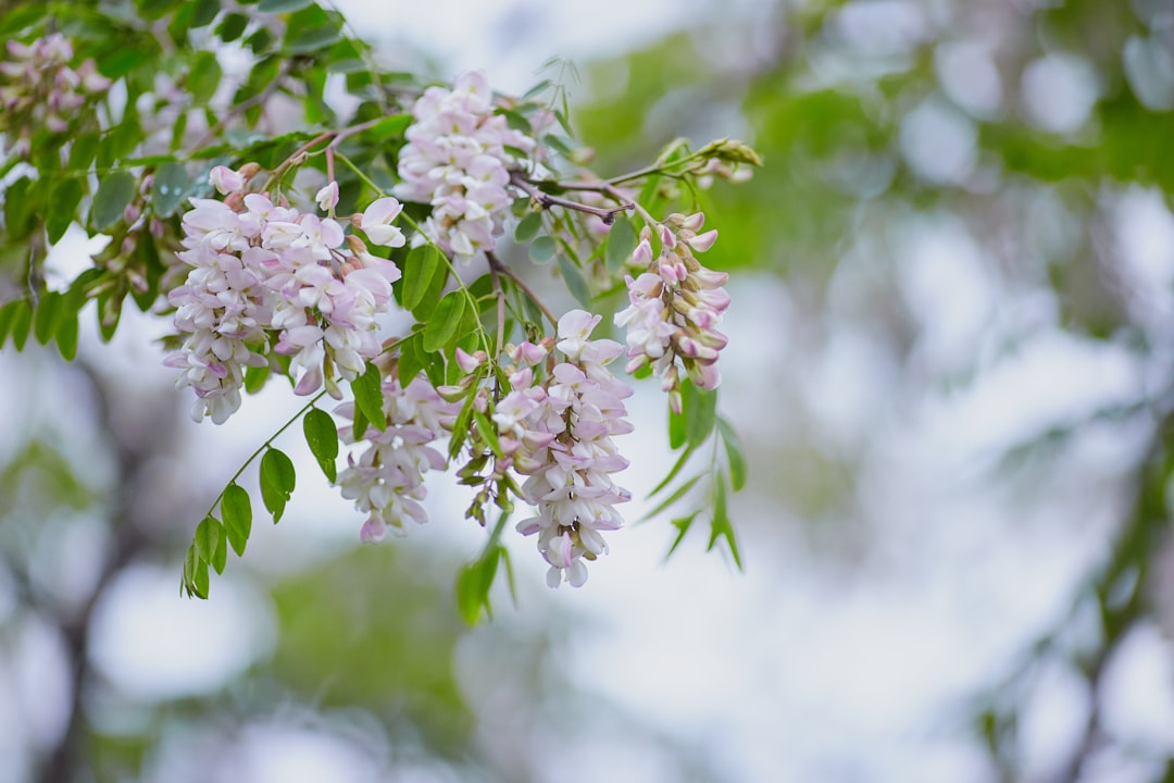 white flowers in tilt shift lens