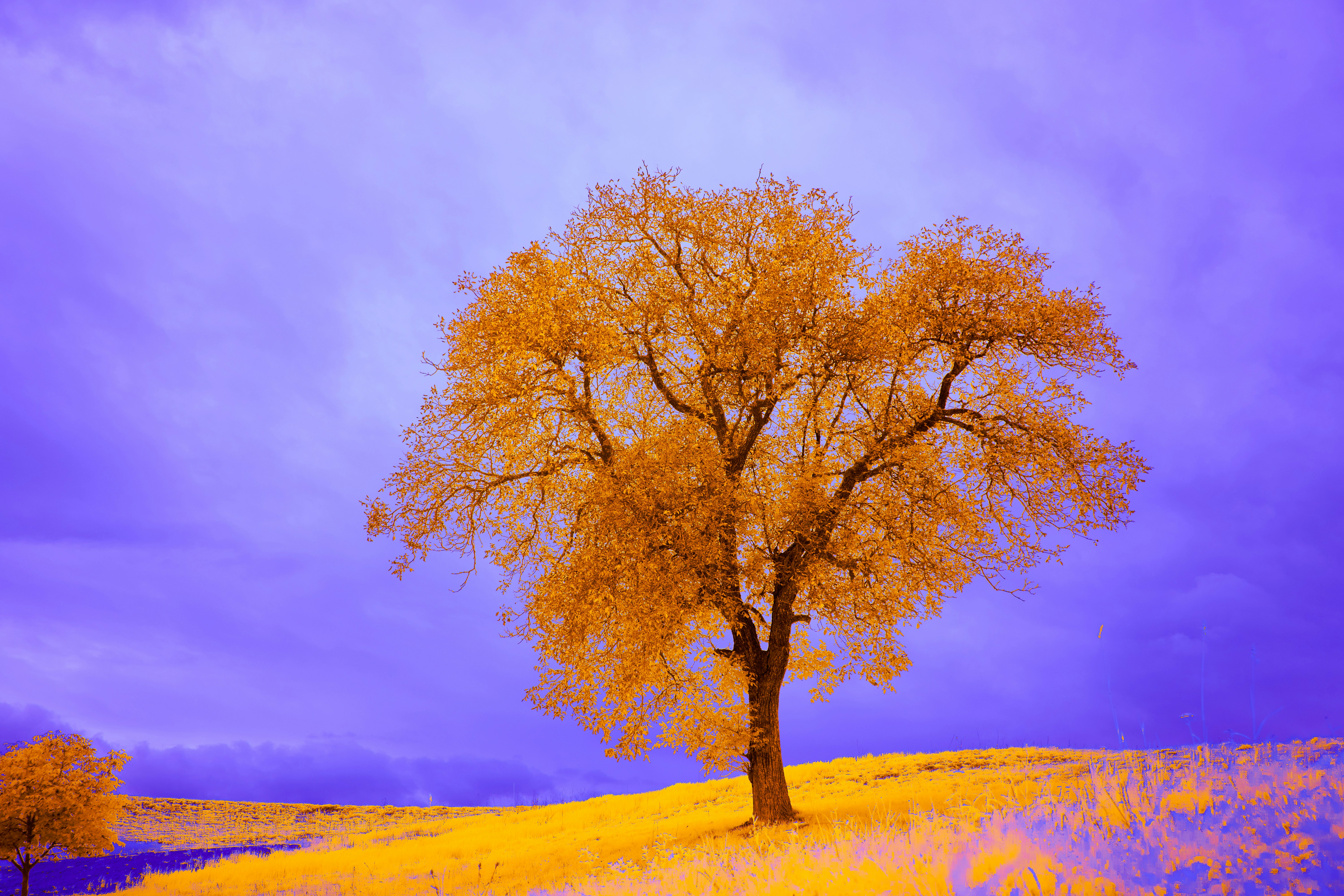 Photo by wolfgang_hasselmann